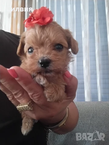 предлагам супер мини бейби малтипу, снимка 1