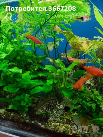 Аквариум Тетра 130 литра, снимка 6 - Оборудване за аквариуми - 50668197