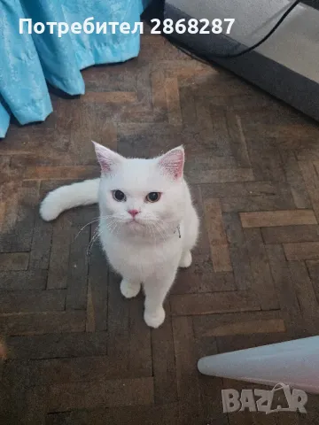 британец за разплод, снимка 8 - Британска късокосместа - 50420839