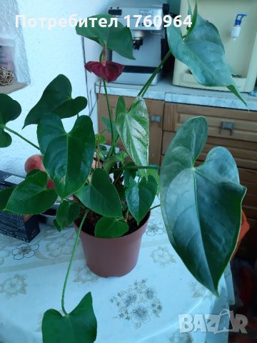 Антуриум , снимка 5 - Градински цветя и растения - 30482810