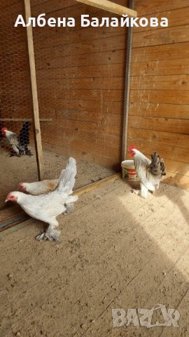 Холандски гащати кокошки, снимка 3 - Кокошки и пуйки - 40833592