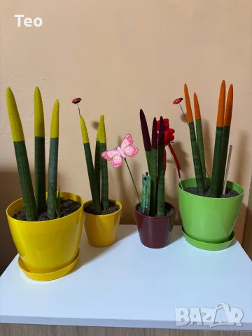 Растения от вида сансевиера (Sansevieria cylindrica 'Velvet Touchz') 20/30см.