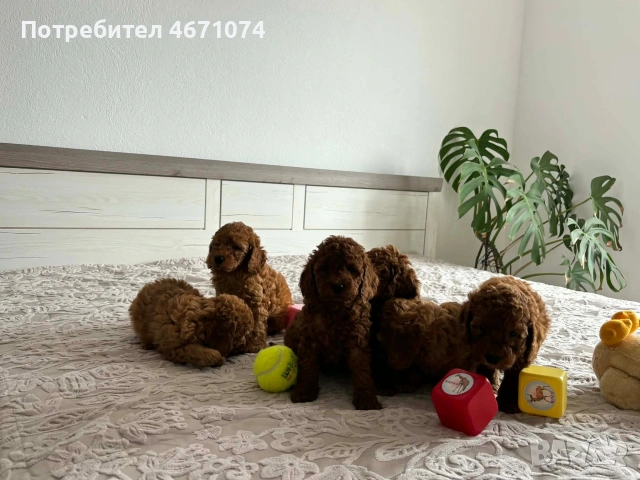 Продавам мини пуделчета 