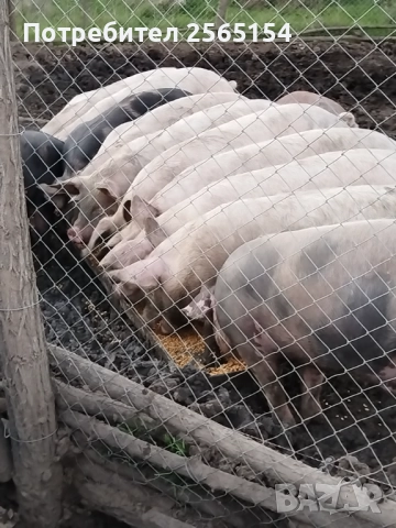 Прасета 120-130кг