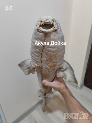 Препарирани акули, снимка 5 - Колекции - 51553146