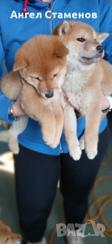 Кученца Шиба Ину , снимка 3 - Шиба ину - 53168811