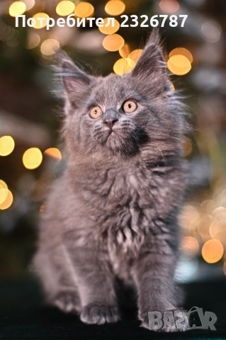 Продавам коте мейн-кун, снимка 4 - Мейн кун - 52864422