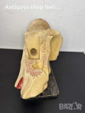 Анатомичен модел на ухо №6851, снимка 6 - Други ценни предмети - 50176925