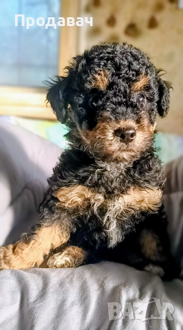  Пудел мини, снимка 2 - Пудели - 52791076