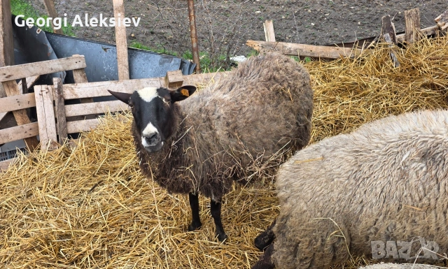 23 броя овце от месодайни породи , снимка 10 - Овце - 54155783