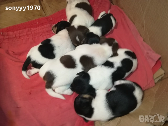 БЕБЕТА ДЖАК РЪСЕЛ 2309251834, снимка 7 - Джак ръсел териер - 51811325