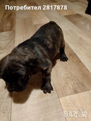 френско булдоче , снимка 3 - Френски булдог - 54258818