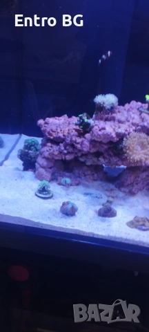 Морски аквариум red sea 300g2+, снимка 2 - Аквариуми - 53339771