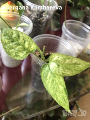 Epipremnum pinnatum Mint variegated , снимка 4 - Стайни растения - 55876983
