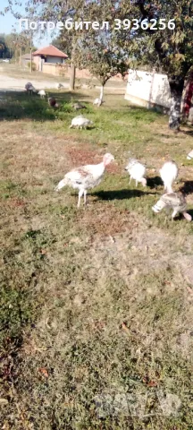 ПРОДАВАМ ПУЙКИ, снимка 1