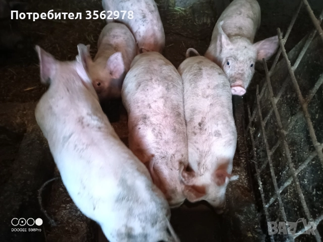 прасенца , снимка 2 - Прасета - 52020221