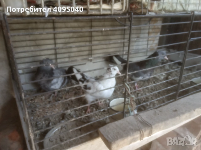 Продавам гълъби, снимка 7 - Гълъби - 51379486
