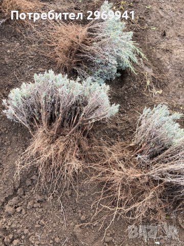  Разсад лавандула на едро и дребно, снимка 10 - Градински цветя и растения - 31696645