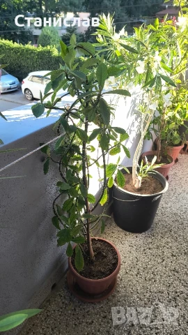 каучуково дърво 