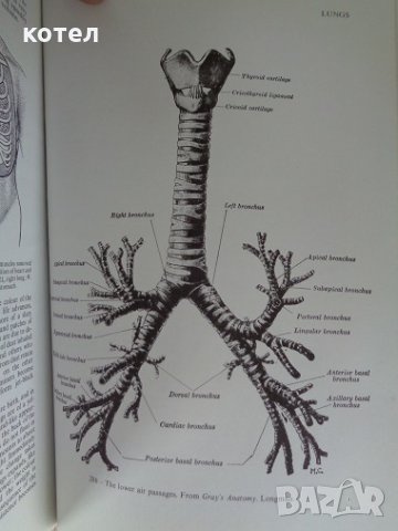 Black's medical dictionary, снимка 3 - Специализирана литература - 29883762