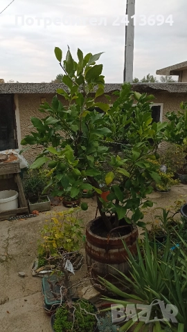 лимон дърво плододаващ 