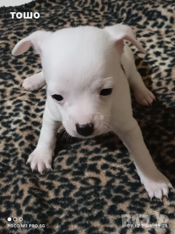 Сладки чихупинчери, снимка 4 - Чихуахуа - 52739986