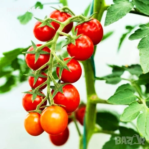 Разсад за домати на клонка