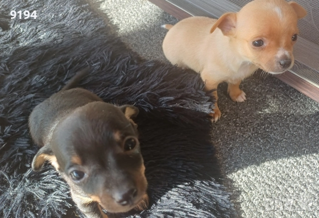 мини пинчер мини пинчер , снимка 3 - Пинчер - 52874815