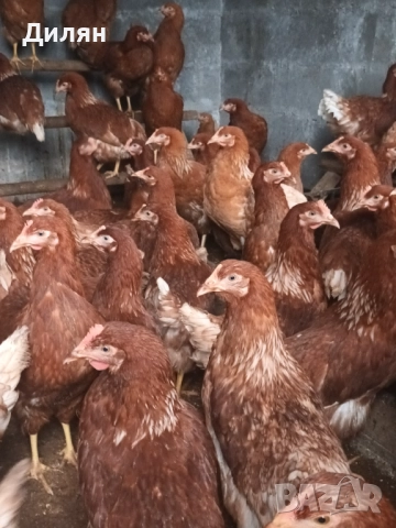 Ярки Ломан Браун, снимка 5 - Кокошки и пуйки - 52505631