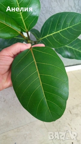 Фикус Ficus indica, снимка 3 - Стайни растения - 53105692