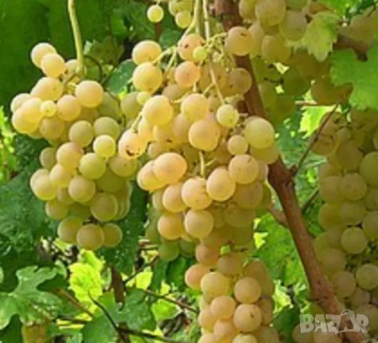 Продавам грозде мускат , мерло
