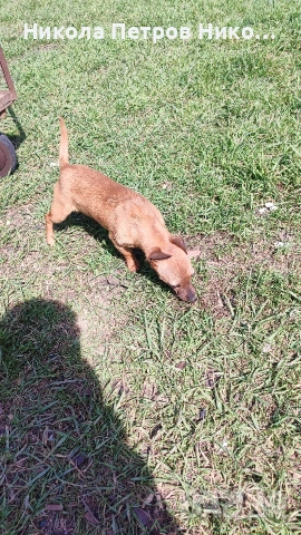 пинчери , снимка 3 - Пинчер - 54150812