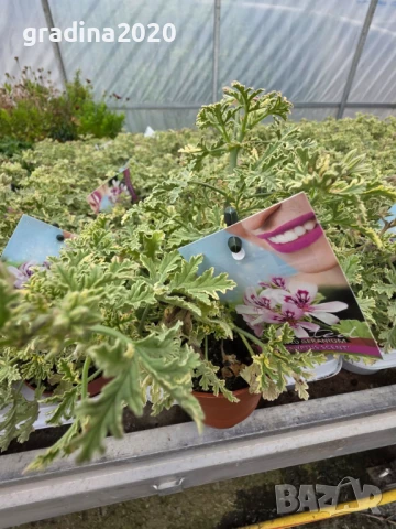 Индрише Обикновенно 7,50 и Индрише Шарено против комари за 12лв, снимка 2 - Разсади - 47146110