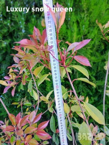 дърво Фотиния ред Робин , снимка 3 - Градински цветя и растения - 50497934