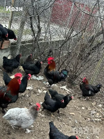 Разплодни зелени яйца , снимка 4 - Кокошки и пуйки - 49564404