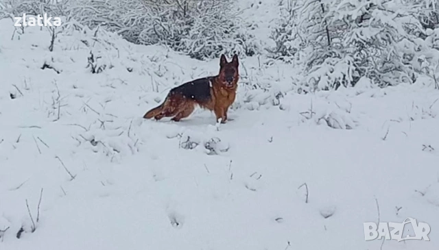 Продавам немска овчарка