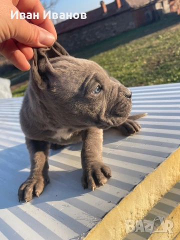 Кане Корсо, снимка 3 - Кане корсо - 53244274