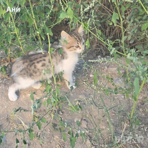 Котета на два месеца и майката на една годинка, снимка 11 - Други - 56168290