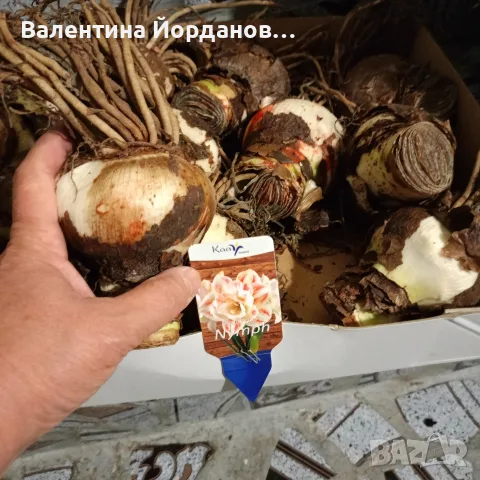 огромни луковици амаралис три цвята , снимка 2 - Сортови семена и луковици - 56483668