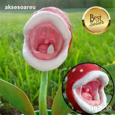 100 бр семена от месоядно растение лови и хваща насекоми за декорация украса на градината двора дома, снимка 10 - Сортови семена и луковици - 37707052