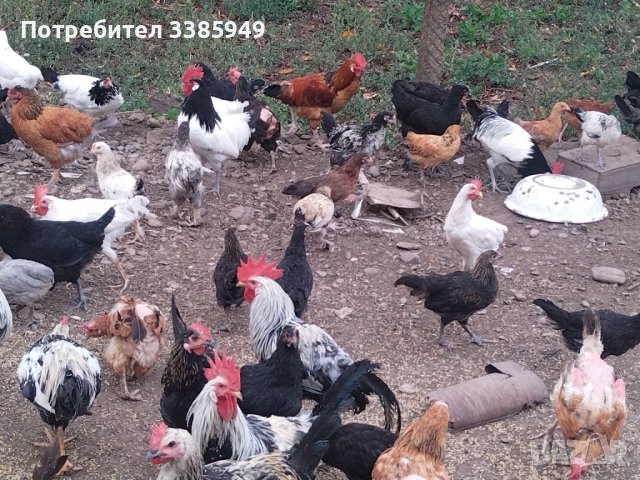  Пилета, гъски, патици, пуйки, копринки, снимка 9 - други­ - 36742027