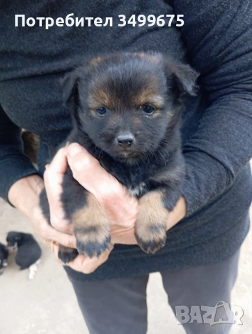 подарявам кученца