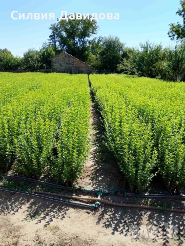 0.70 лв. Лигуструм на корен, снимка 2 - Градински цветя и растения - 51886286