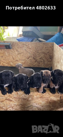 Продавам Кане Корсо кученца