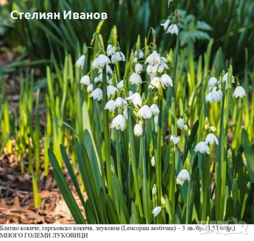Блатно кокиче, леукоюм (Leucojum aestivum) – много големи луковици