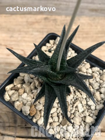 Haworthia nigra ex Cok, снимка 4 - Стайни растения - 37584640