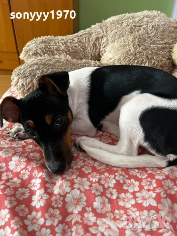 КИКИ ДЖАК ЗА КОЛЕДА МОМИЧЕНЦЕ 2512251553, снимка 5 - Джак ръсел териер - 52898121