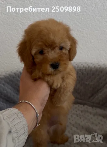 Малтипу Maltipoo , снимка 2 - Други - 56127576