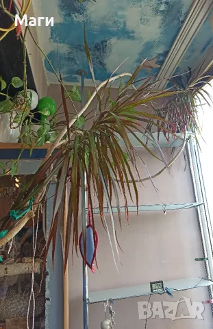 Драцена маргината Dracaena marginata, снимка 2 - Стайни растения - 56445694