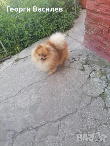 Померан за разплод